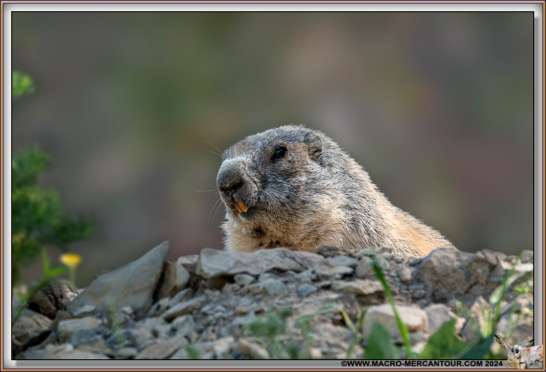 MARMOTTES